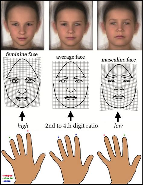 Digit ratio .